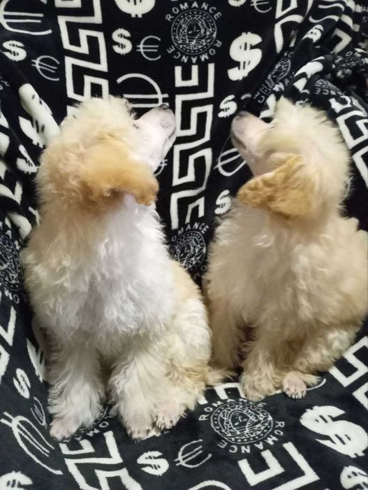 Пудель - біленький хлопчик