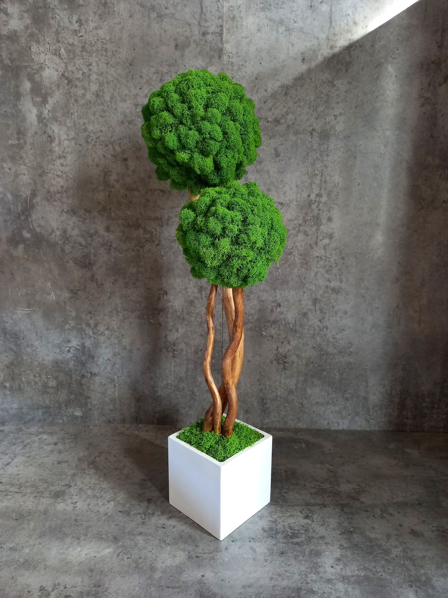 Drzewko bonsai z mchem chrobotkiem