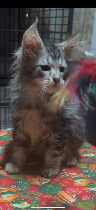 maine coon disponivel para entrega imediata.