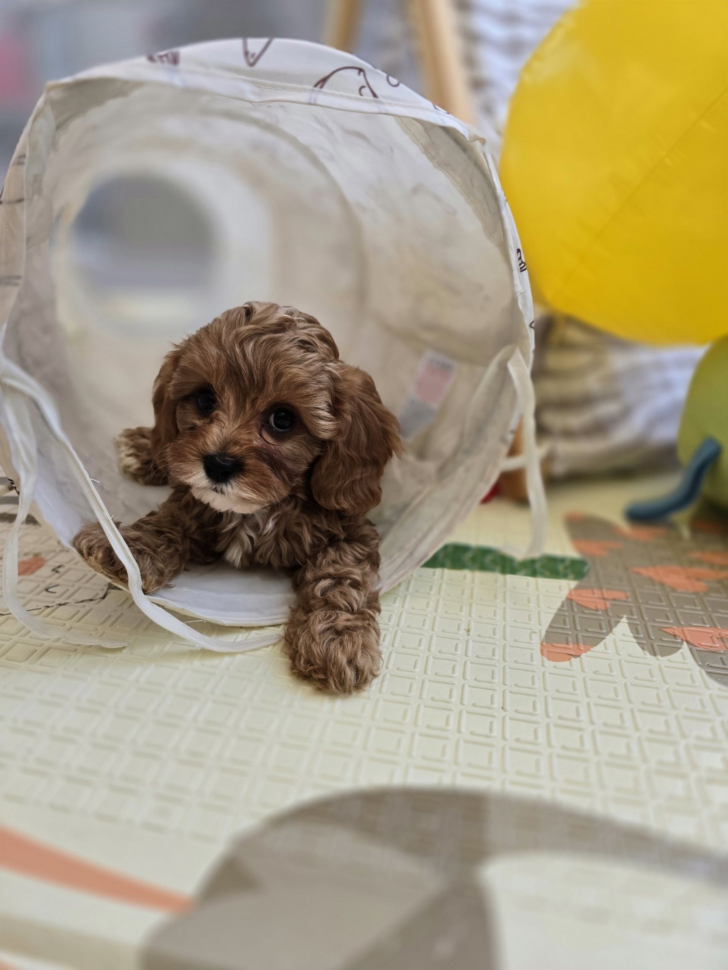 Cavapoo / chłopczyk