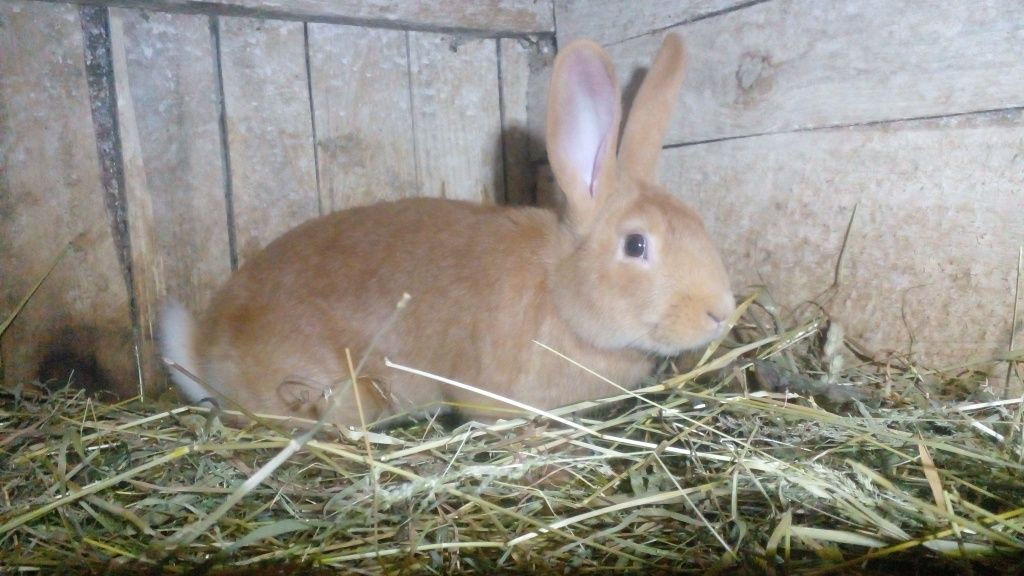 Продам  кролів різних порід
