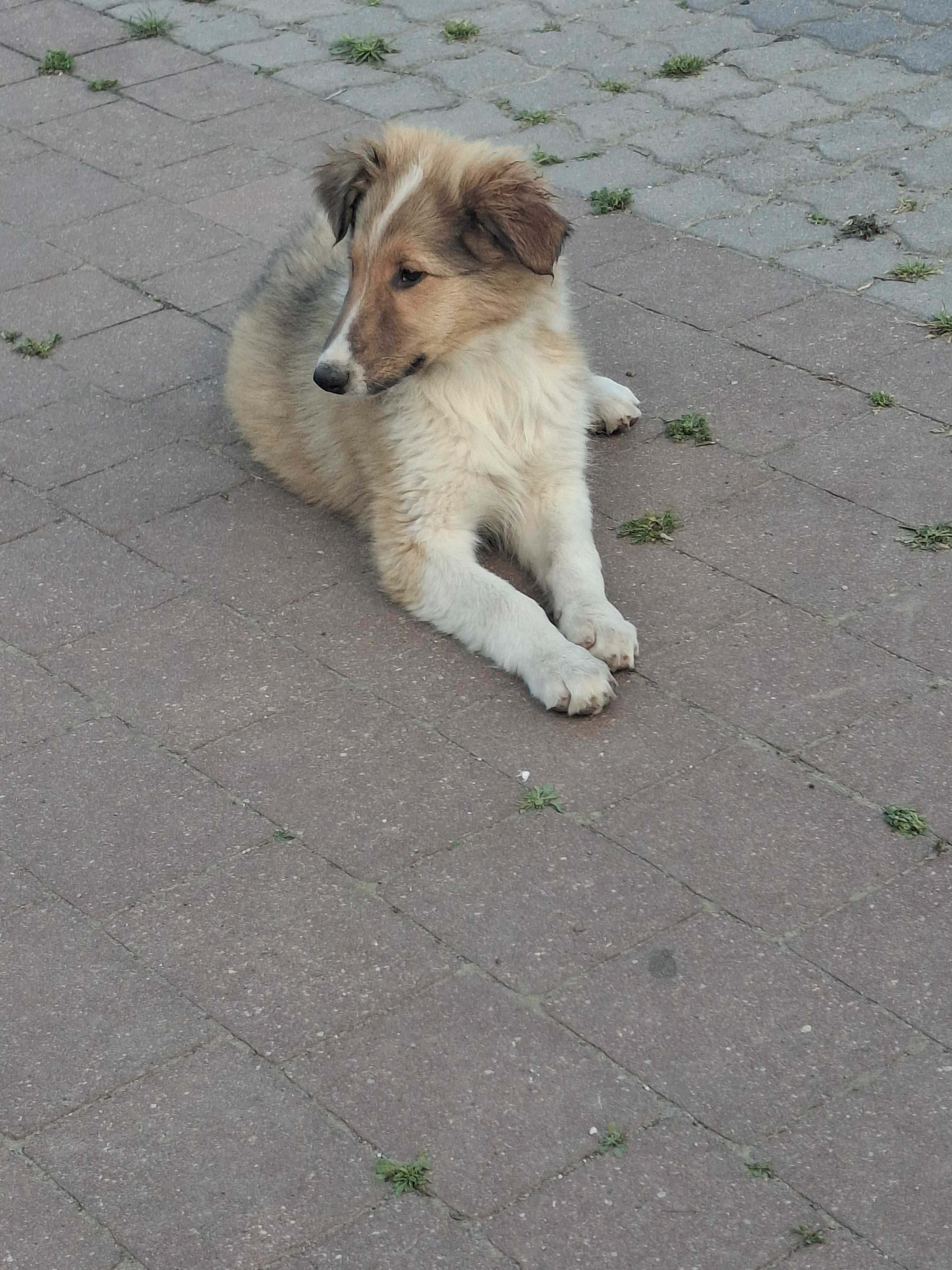 Owczarek szkocki collie