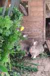 Coelhos Caseiros