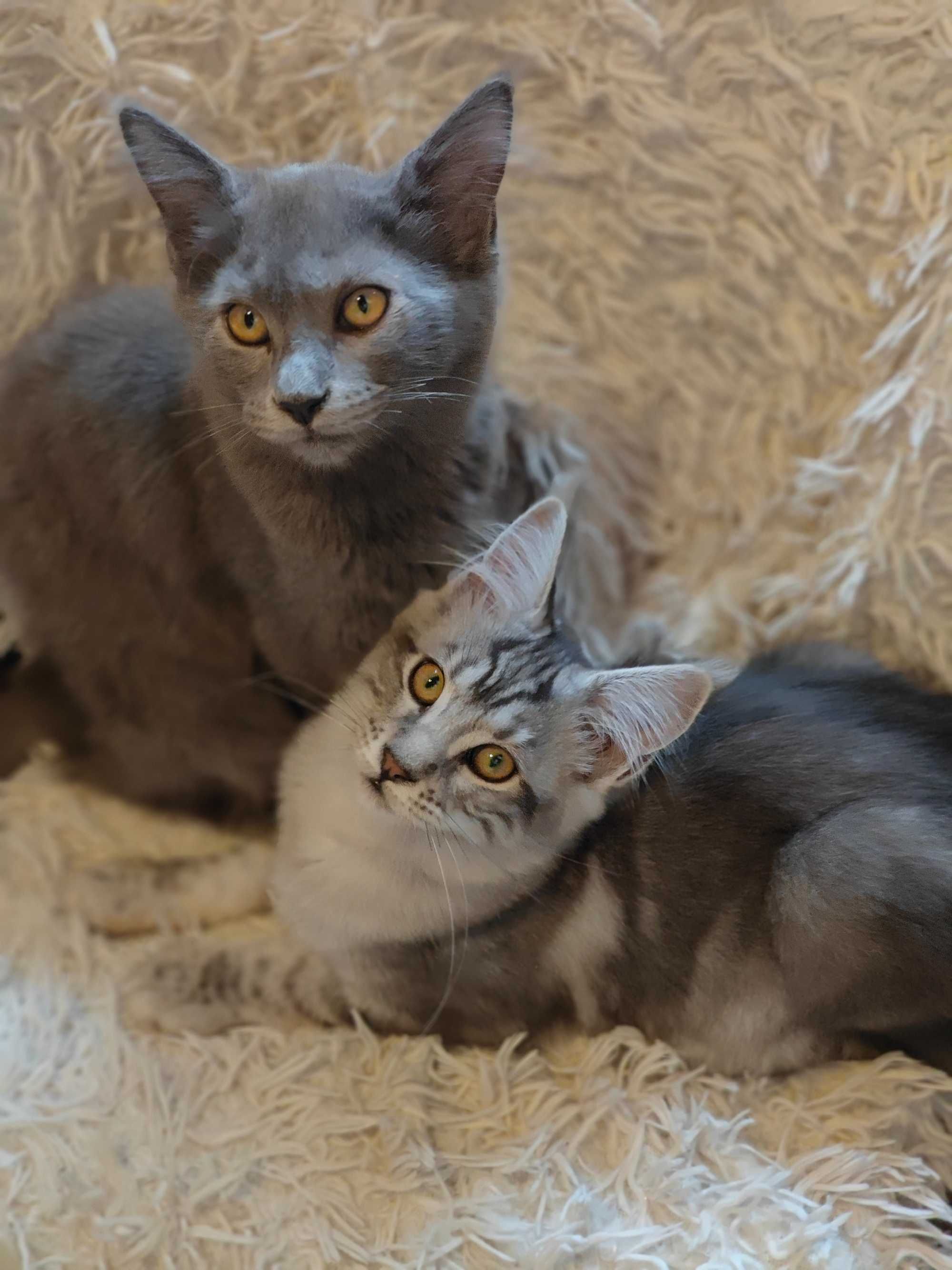 Kocięta Mco Maine coon niebieskie srebrne dymne fpl ccf