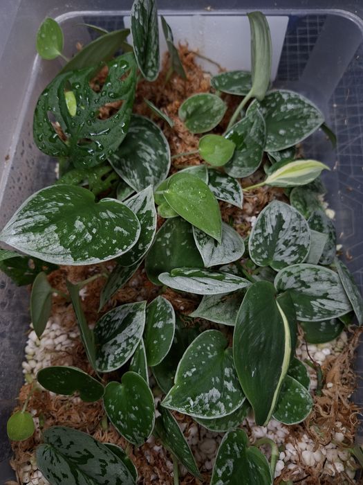 Scindapsus Silvery Ann