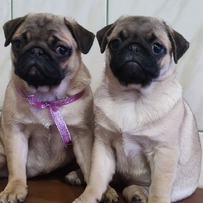 Инструктор по вязке собак, искуственное осеменение