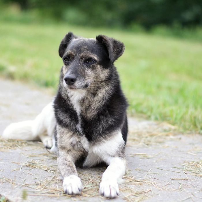 Wanda czeka na kochający dom