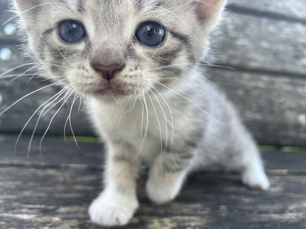 Віддам котиків