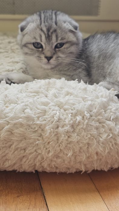 Шотландське кошеня