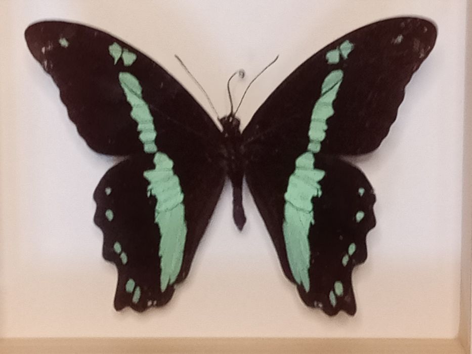 Motyl w ramce 12x14 cm . Popilio nireus .