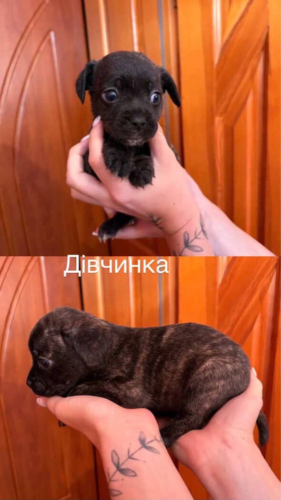 Отдам щенят в добрые руки