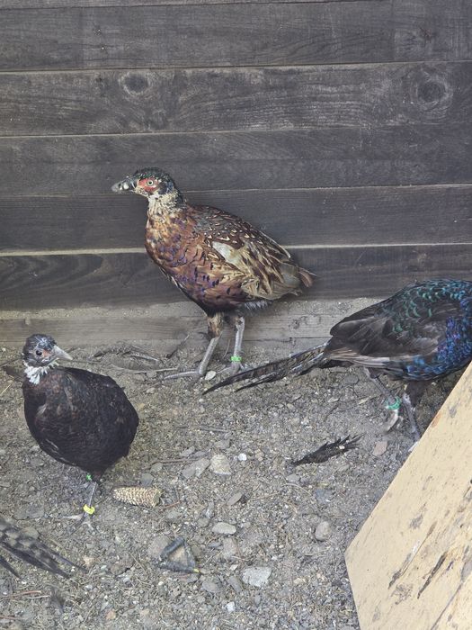 Bażanty łowny zwyczajny