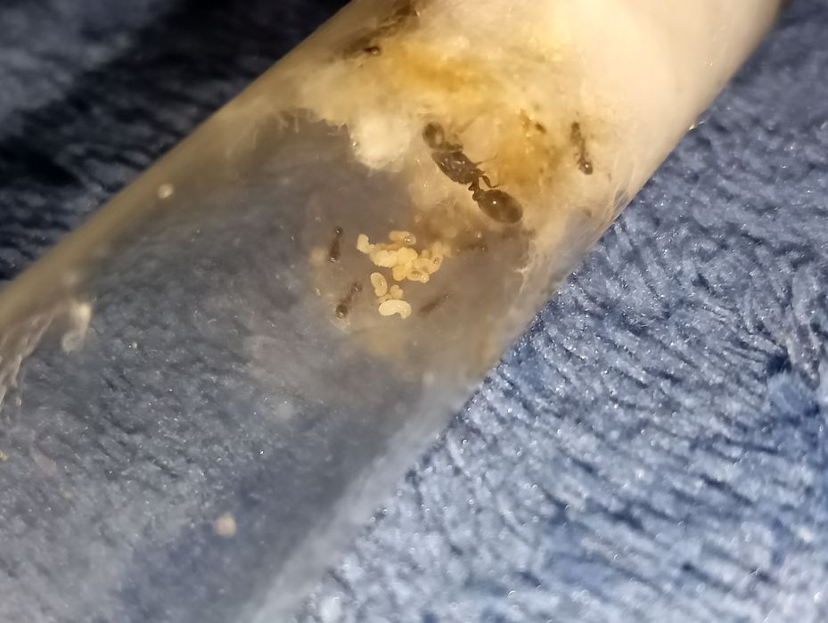 tetramorium caespitum