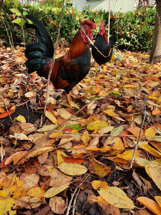 Півники Бентамки  продам
