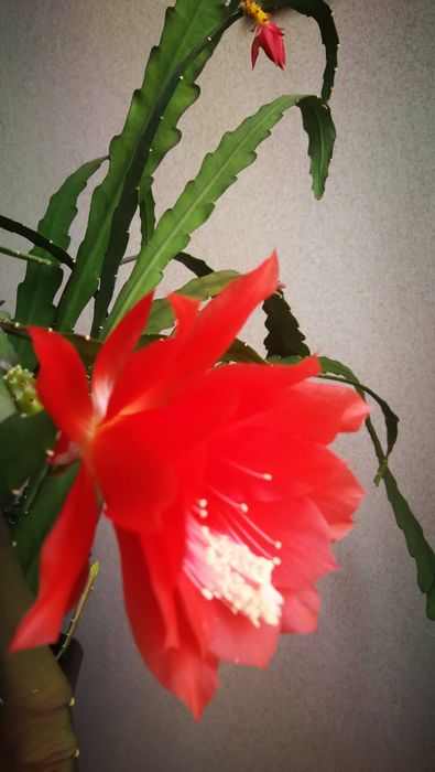 Квітка кімнатна Епіфілум Червоний, кактус орхідея.