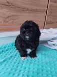 Sunia Shih Tzu z rodowodem