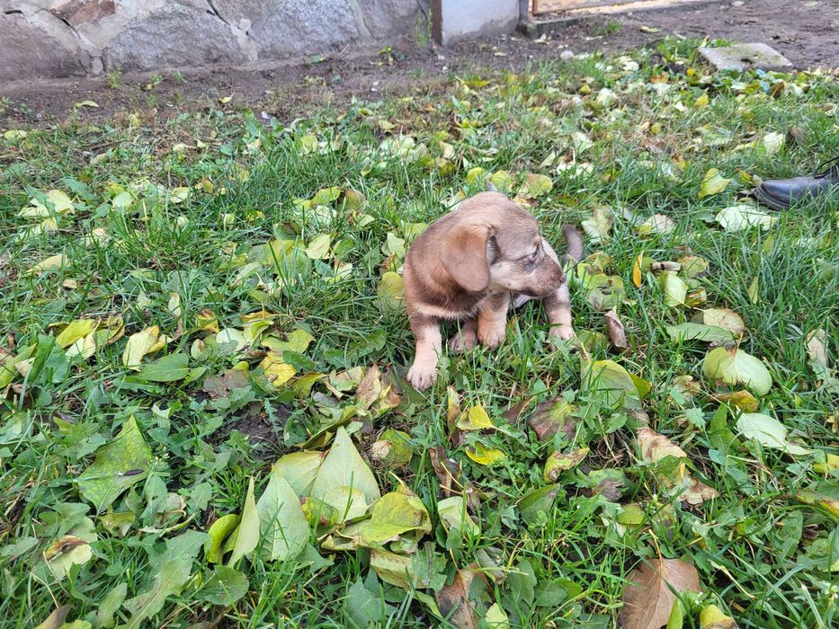 Oddam dobre ręce pieska