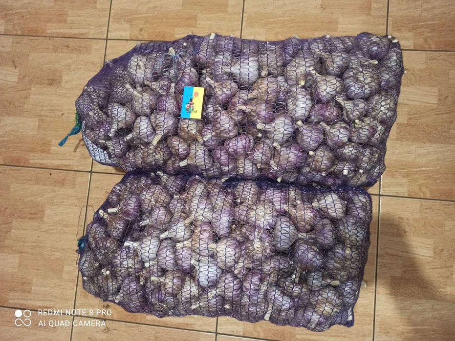 Продам часник,чеснок.