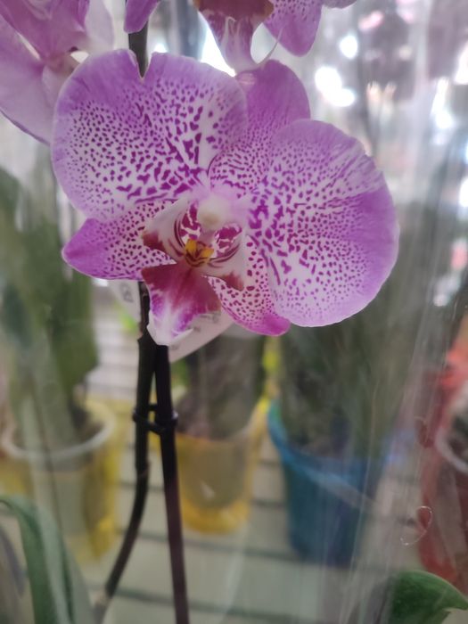 Детка орхидеи Jillion ( Джиллиан)