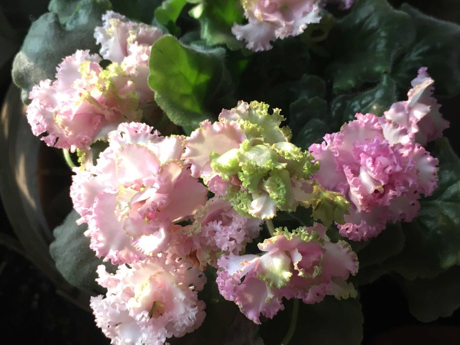 Продам фиалку Irish Cream