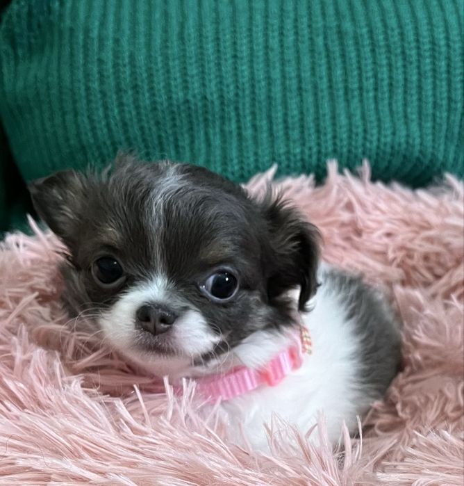 ZAREZERWOWA Celine – maleńka  Chihuahua- długowłosa  z domowej hodowli