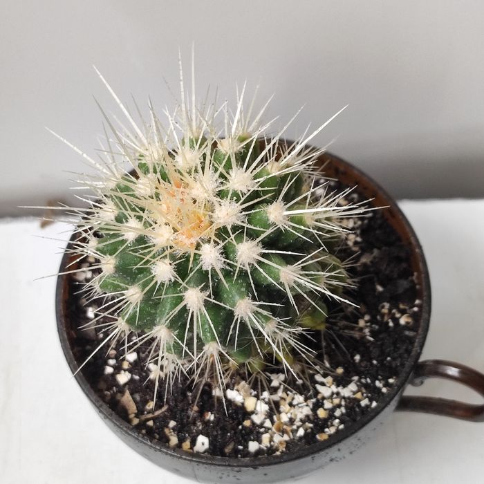 Кактус Эхинокактус Грузони