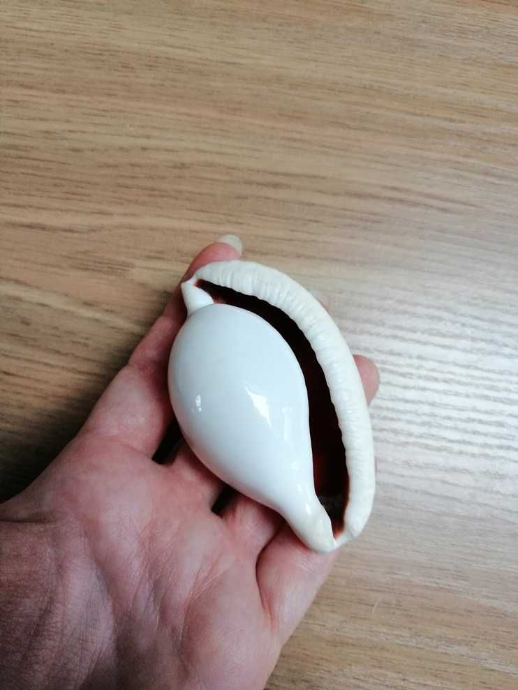 Muszla porcelanki jajowej, porcelanka jajowa Ovula ovum, muszla morska