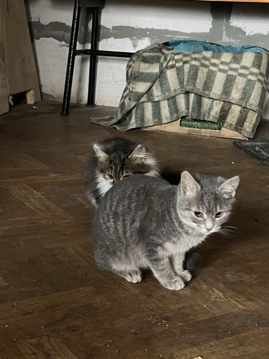 Віддам кішечок в добрі руки!)