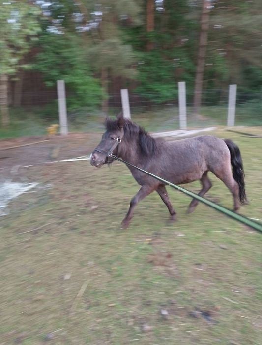 Sprzedam 2 letniego konia kuc ogier