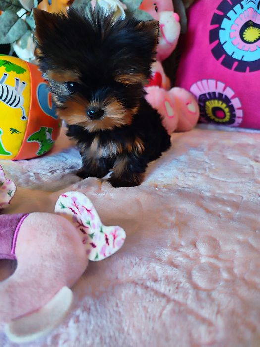 Yorkshire Terrier miniaturowa suczka wyjątkowej urody