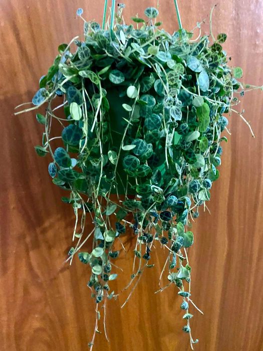 Peperomia prostrata
