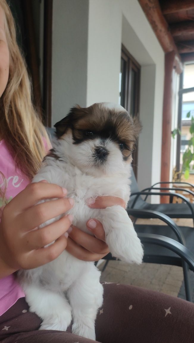 Shih tzu suczka szczenię