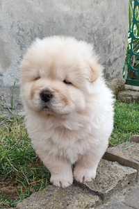 Chow chow szczenię