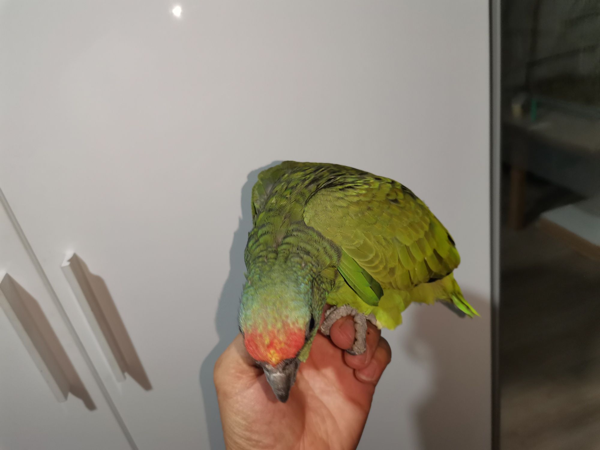 Amazona festiva bodini