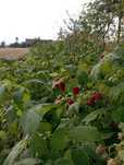 Witam sprzedam maliny