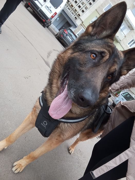 Німецька вівчарка  шукає дівчинку для спарювання