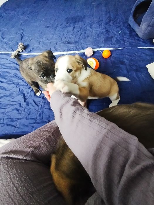 Cães bebés porte grande