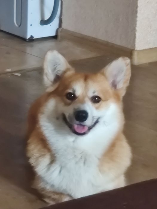 Корги кабель 1 вязка