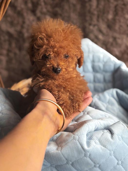 Sunia Pudel toy red brown teacup najmniejsza Badania+rozpisany trening