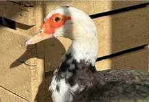 Pato mudo macho  azeitao