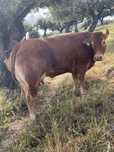 Vaca e vitela limousine
