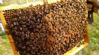 Rodziny pszczele przezimowane
