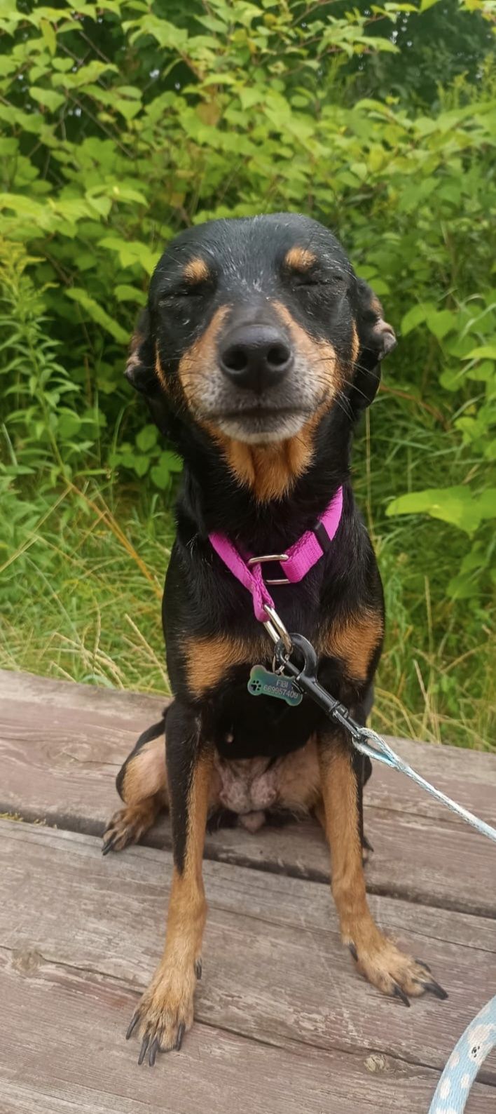 Suczka do adopcji