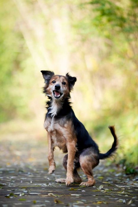 Edi mały , cudowny psiaczek szuka domu