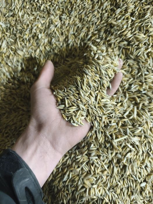 Sprzedam owies tegoroczny 2025