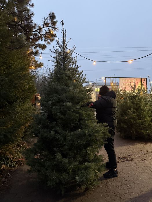 Wysokie choinki premium 3-4m jodła kalifornijska WŁASNA PLANTACJA