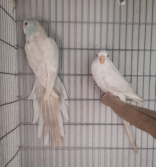 Vendo casais de red rumped