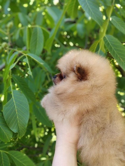 Хлопчик шпіц мішка