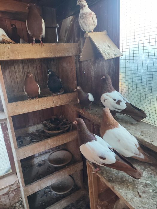 Gołębie wiedeńskie lustrzaki