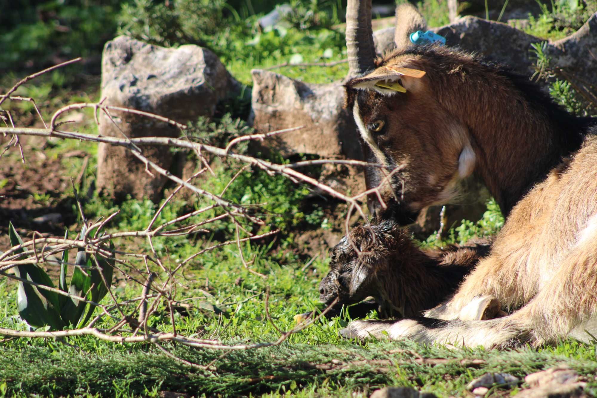 rebanho cabras raça bravia